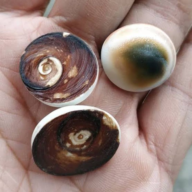 batu keong kol buntet alami dari alam 30 pcs