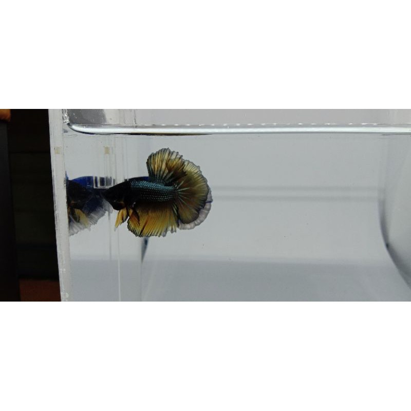 ikan cupang HM Rosetail cooper