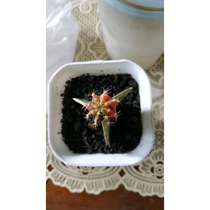 Kaktus mihanovichi tricolour mini