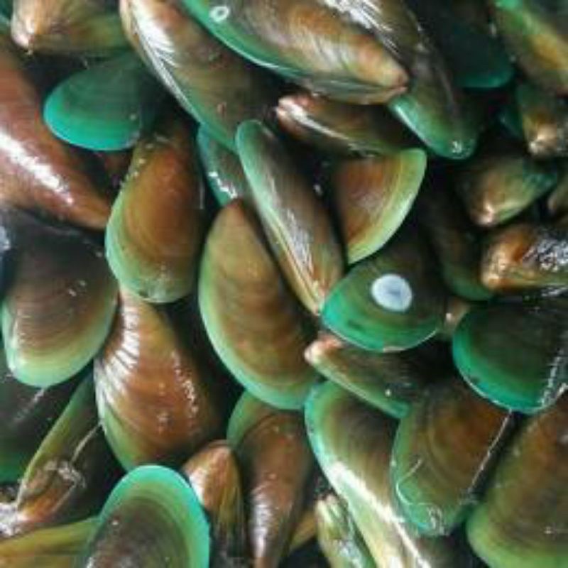 

kerang hijau hidup / fresh