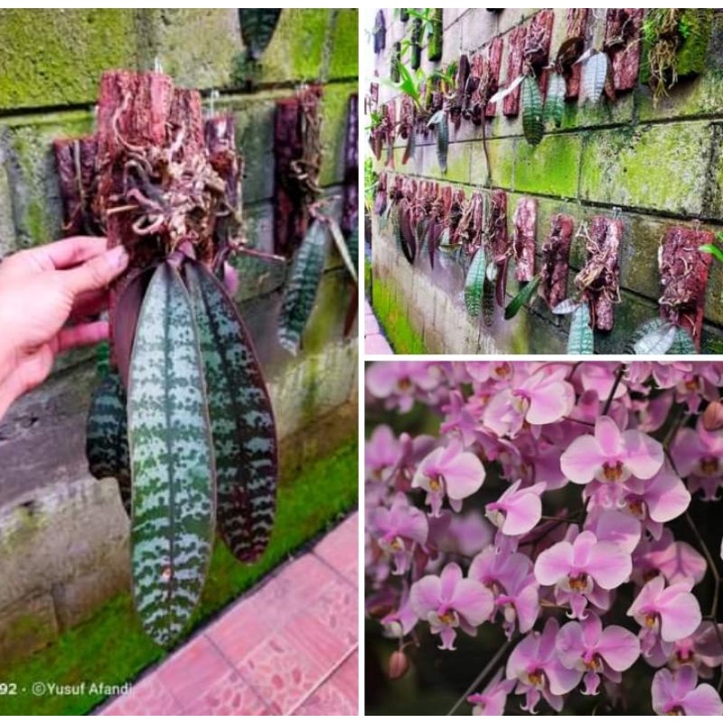 anggrek phalaenopsis schilleriana dewasa