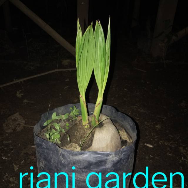 kelapa 2 tunas  atau kelapa kembar unik dan antik