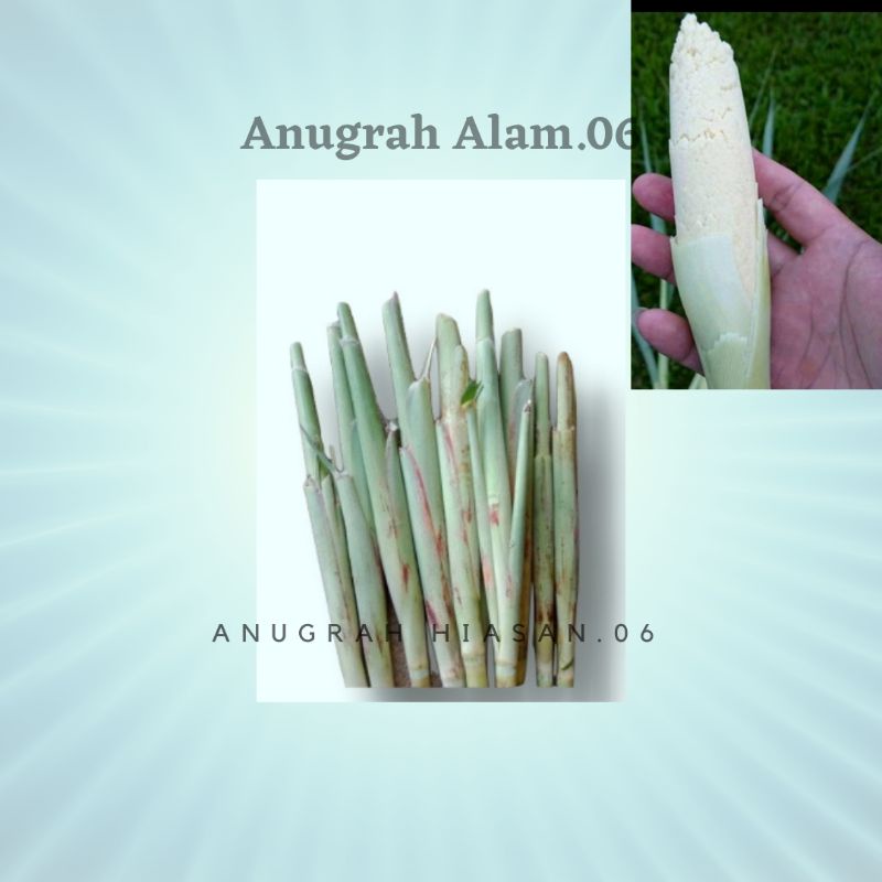 

PROMO Trubuk Trubus Telor Tebu Trubuk /500 Gram