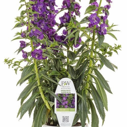 Lavender Angelonia Snapdragon - Tanaman Hias Lavender