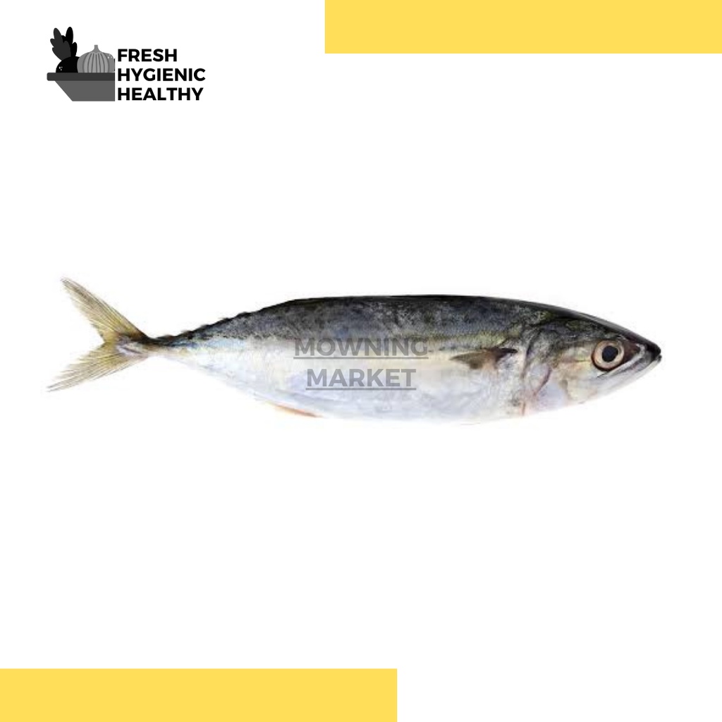 

IKAN BANDENG