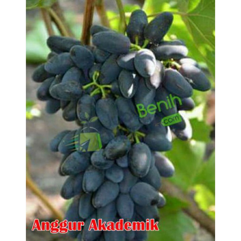 bibit anggur import akademik