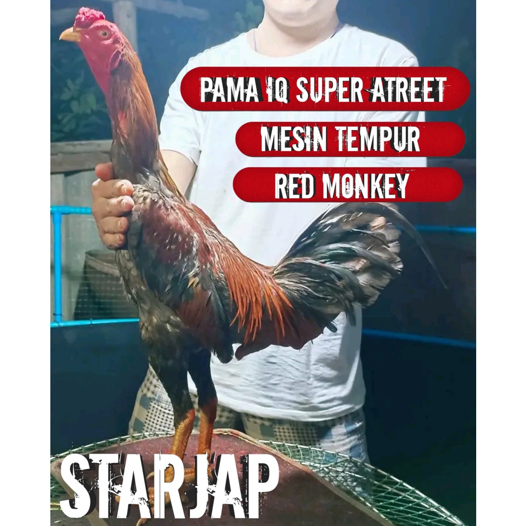 ayam bangkok ori thailand pama impor super atreet ekor lidi pakhoy brutal telur siap tetas