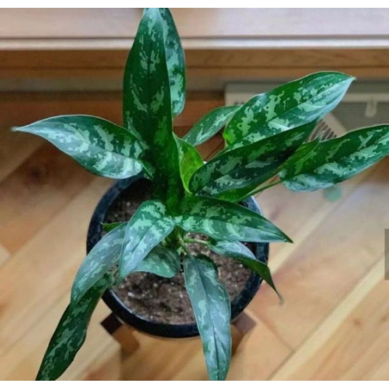 Tanaman Hias blanceng Sri rezeki - tanaman Sri rezeki