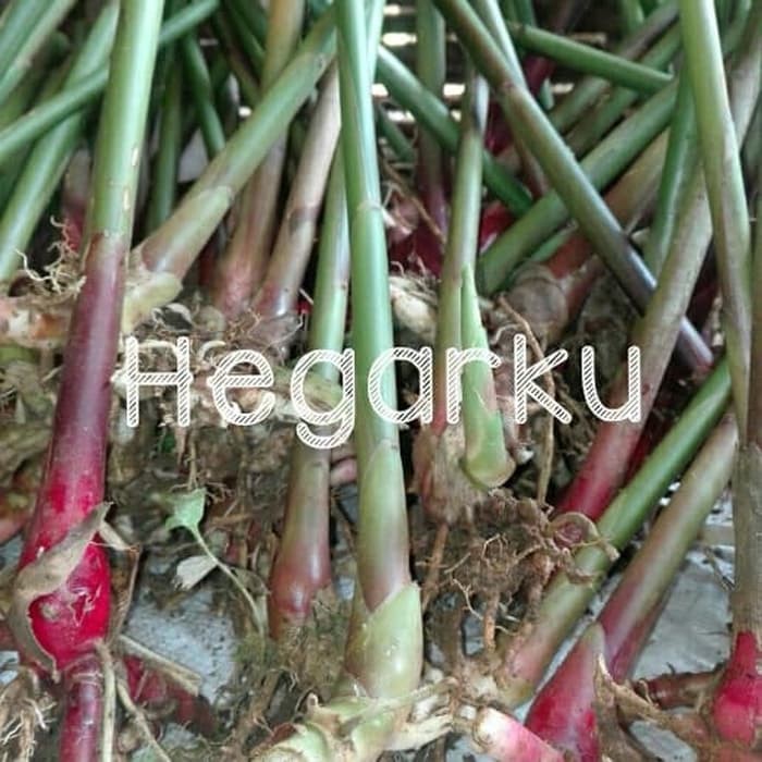 

terabaru BIBIT KAPULAGA JENIS UNGGUL segar