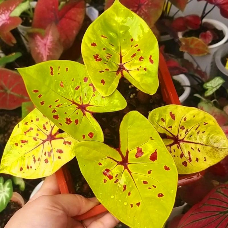 Caladium Yellow / bunga keladi / tanaman hias keladi murah / tanaman keladi hidup / caladium thailan