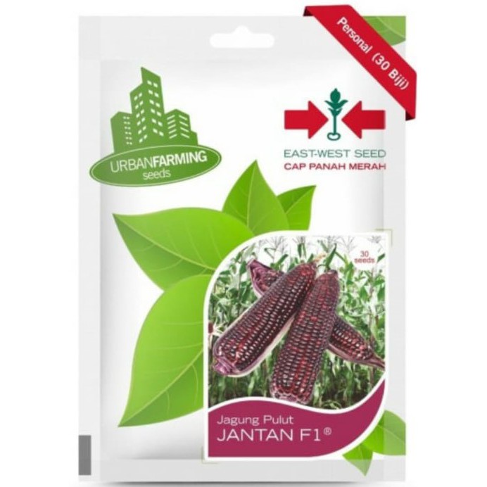 Benih Panah Merah - Jagung Pulut Ungu Jantan F1