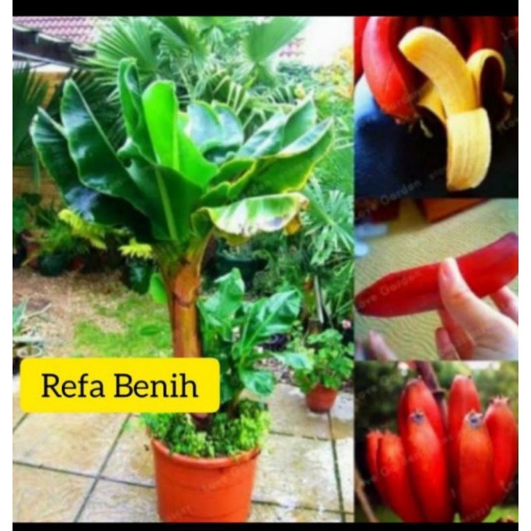 Bibit Tanaman Pisang Merah / Pisang Istimewah / Anakan Pisang / Tunas Pisang Merah / Kasur