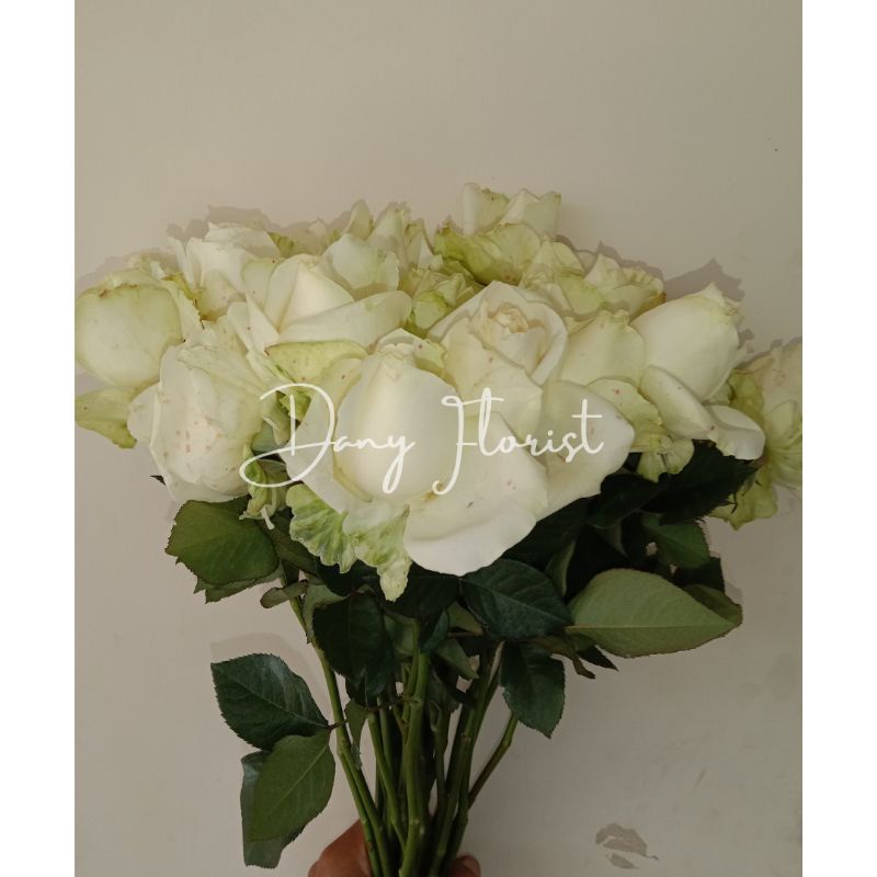 Bunga POTONG MAWAR PUTIH Per Tangkai