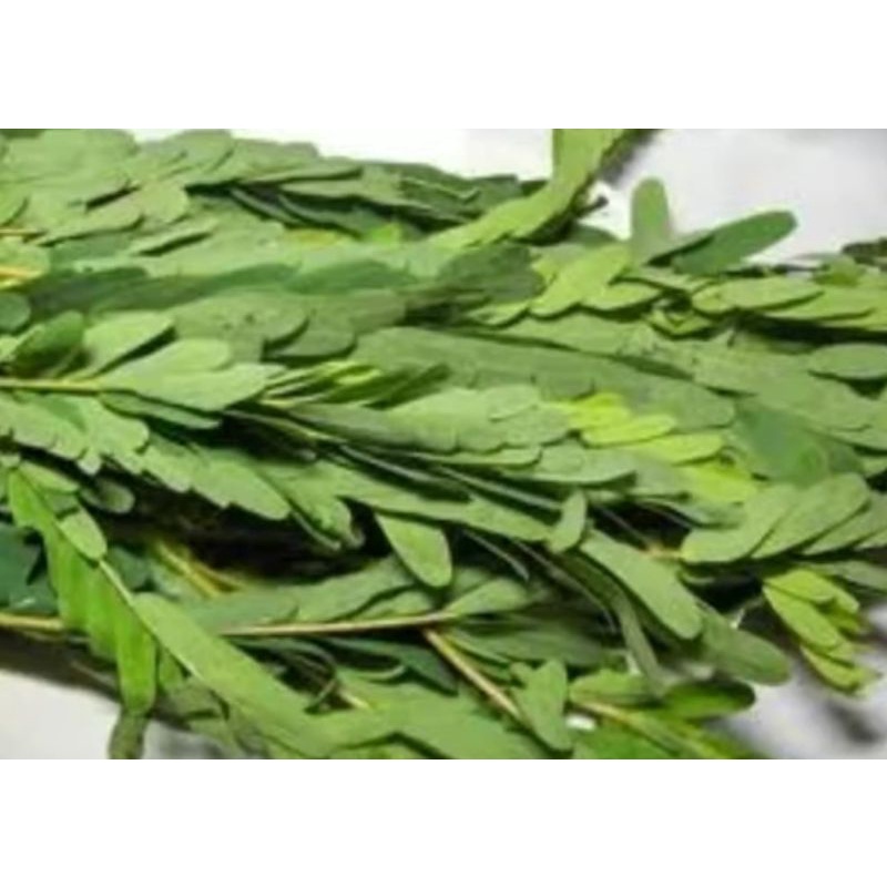 

Daun Turi segar