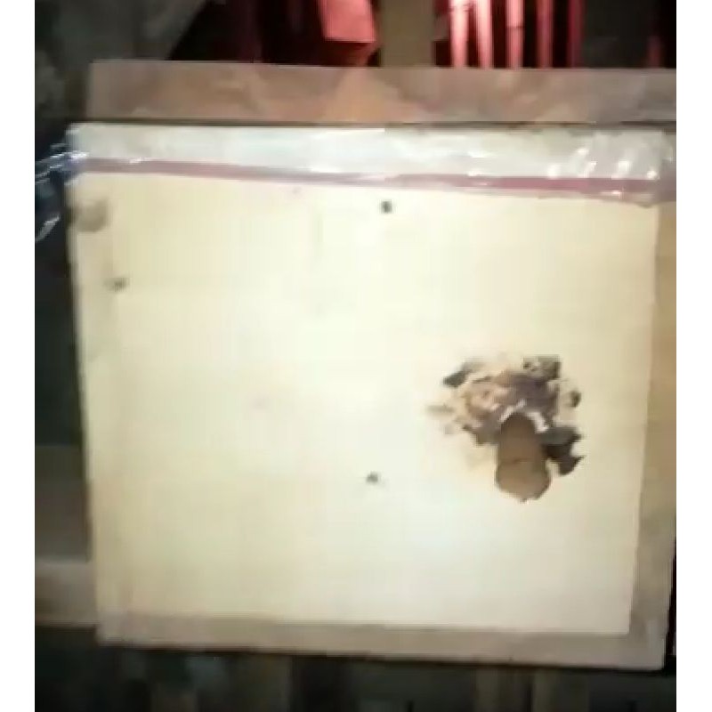 Trigona Terminata Siap Ternak / Budidaya Lebah Madu Tanpa Sengat