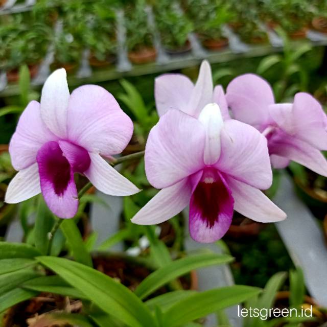 Anggrek Dendrobium Ekapol (MINI)