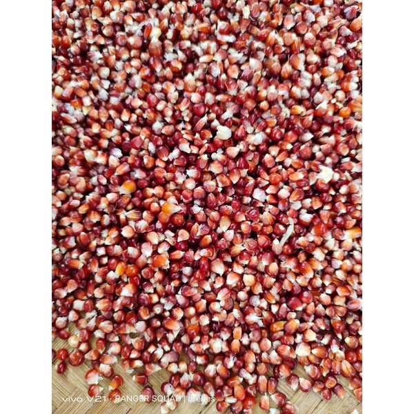 Jagung Manggis Merpati