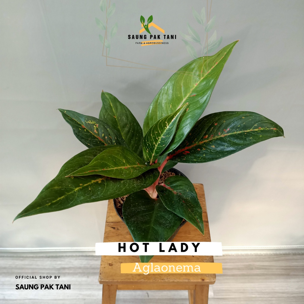 Hot Lady Agalonema (Lokal)