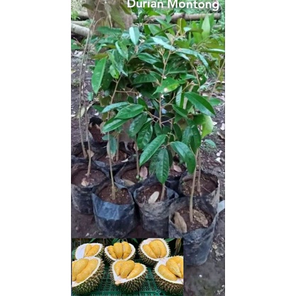 Bibit Durian Montong(Cepat Berbuah)