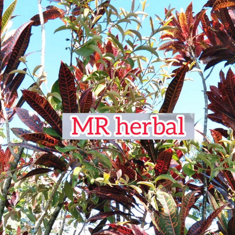 

Benalu kamboja hanjuang asli segar per 250 gram