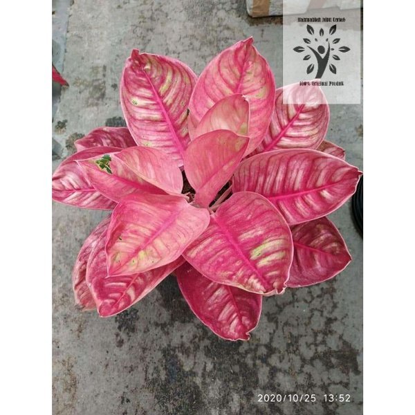 Bonggol Aglonema Romantic Love