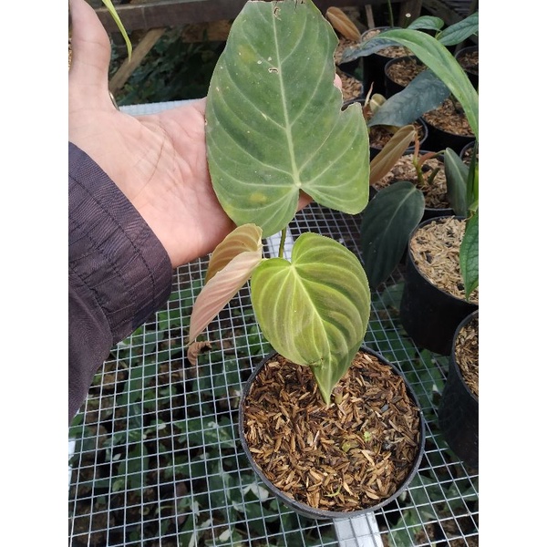 philodendron splendid