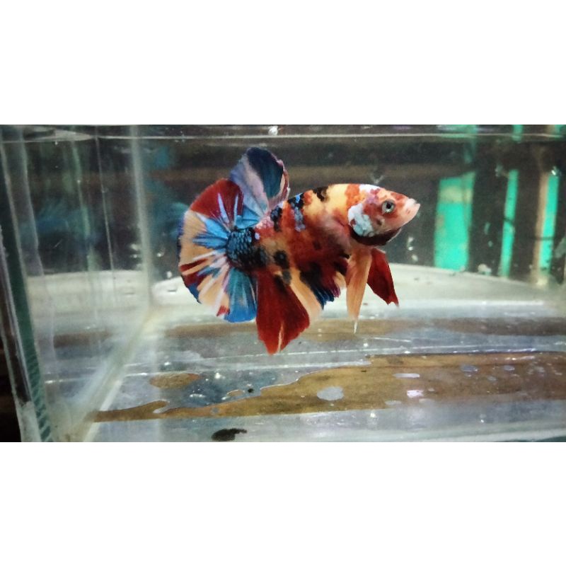 HMPK GIANT MULTICOLOUR BO 5,2