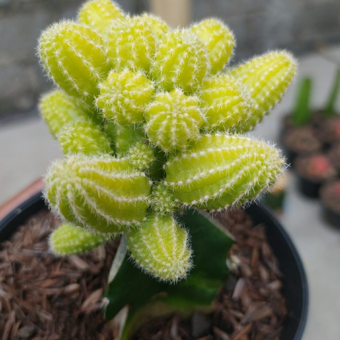 Kaktus Grafting Jagung Cluster Tanaman Hias kaktus Jagung Murah