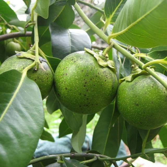 BIBIT BLACK SAPOTE