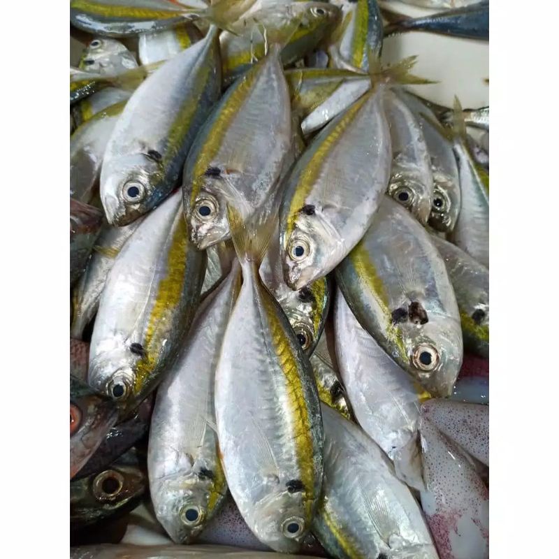 

ikan selar