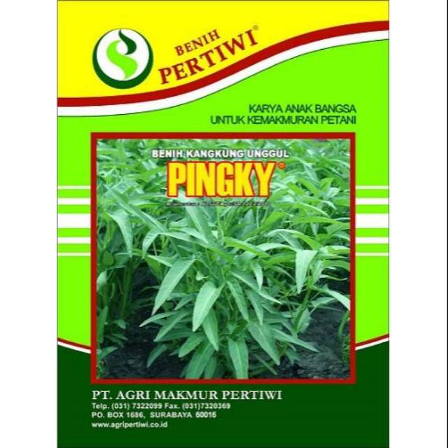 Benih Kangkung Pingky