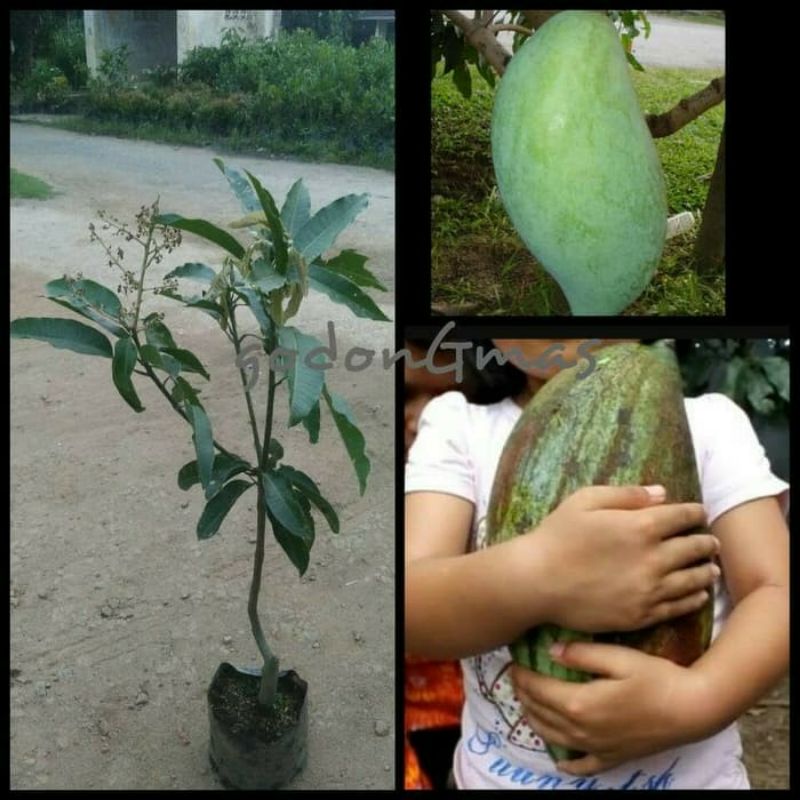 Bibit mangga Mahatir jumbo tinggi 1 meter siap berbuah