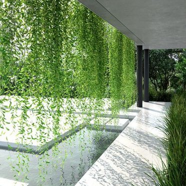 Tanaman Lee Kwan Yew (merambat)