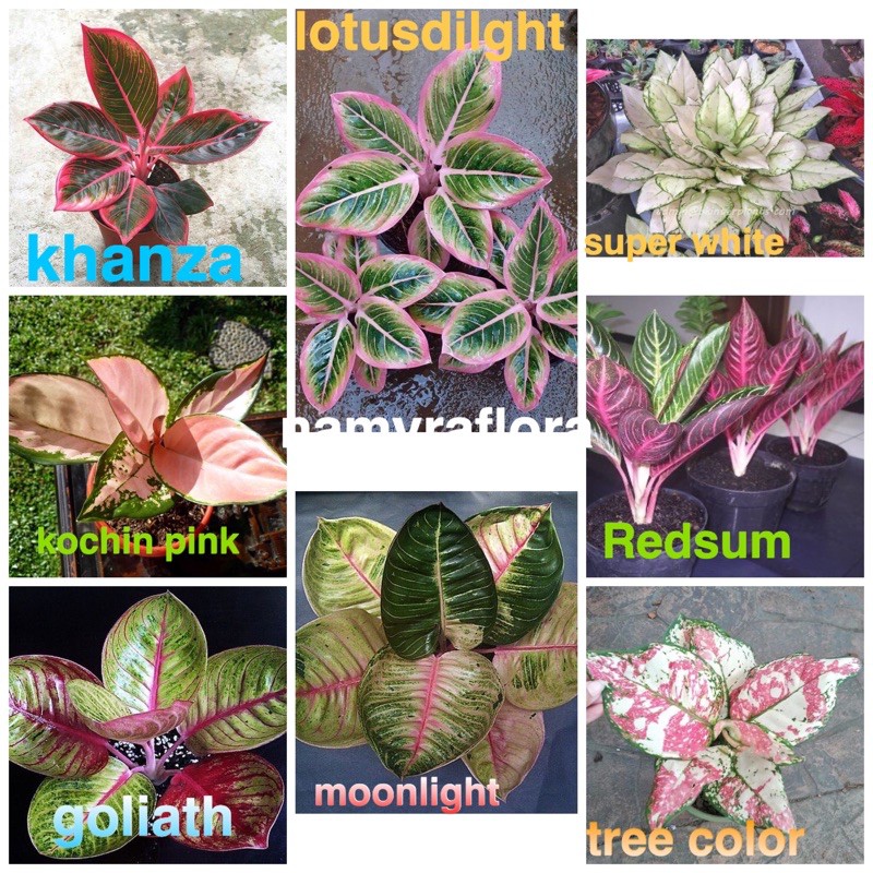 paketan 8 bonggol aglonema terbagus