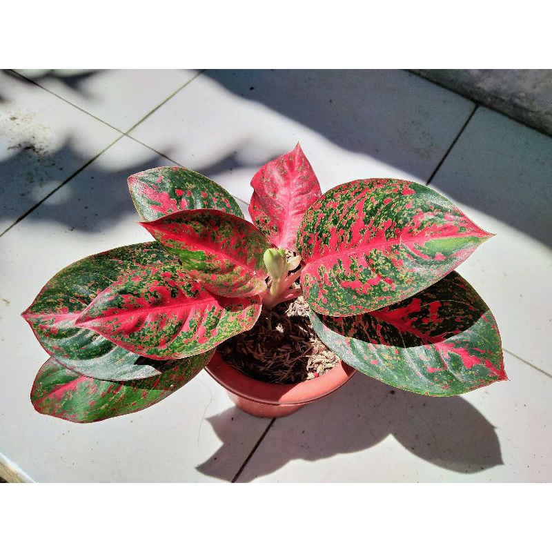 Aglonema red stardust dewasa