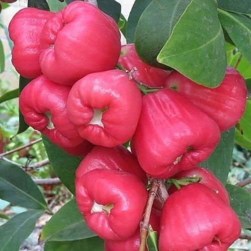 Jambu Air Red Taiwan - Jambu air - bibit jambu air red taiwan - bibit jambu air - bibit buah - buah
