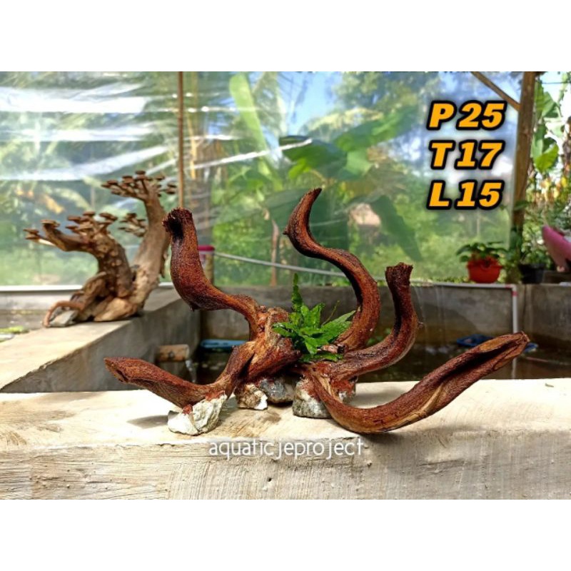 HARDSCAPE TRINIL IKAN CHANNA AQUASCAPE