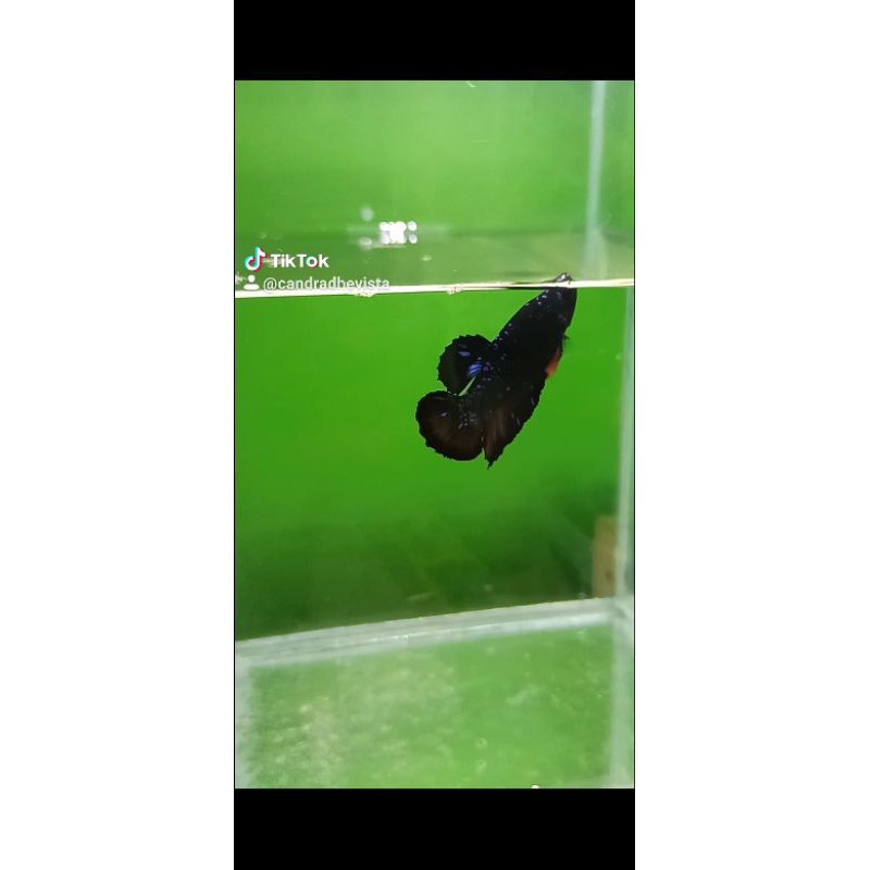 Cupang Betta Black avatar vampire