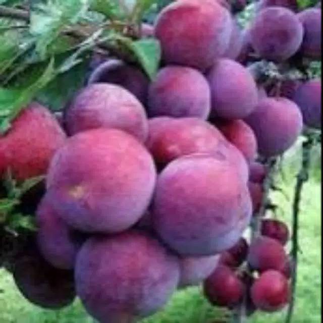 Bibit Buah PLUM ausy kualitas oke