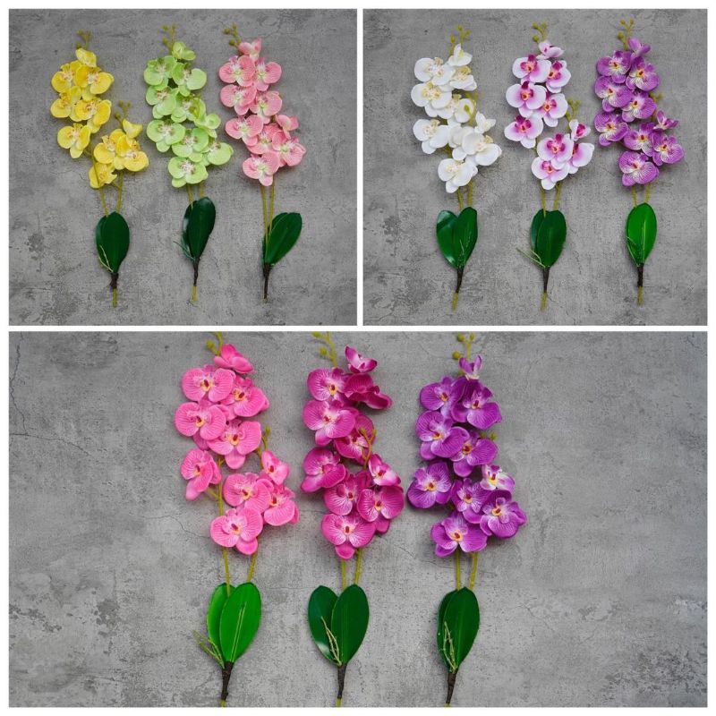 Promo Bunga Anggrek Bulan Canang 2 Putih Gradasi Ungu Fanta Maroon Peach Salem Hijau Kuning Pink