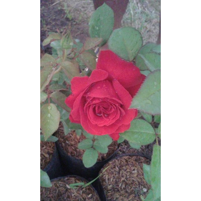 Tanaman Hias Bibit Bunga Mawar Merah Sudah Berakar