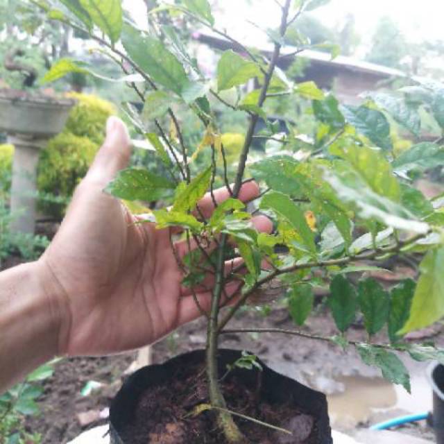 Bibit serut dari biji bahan bonsai