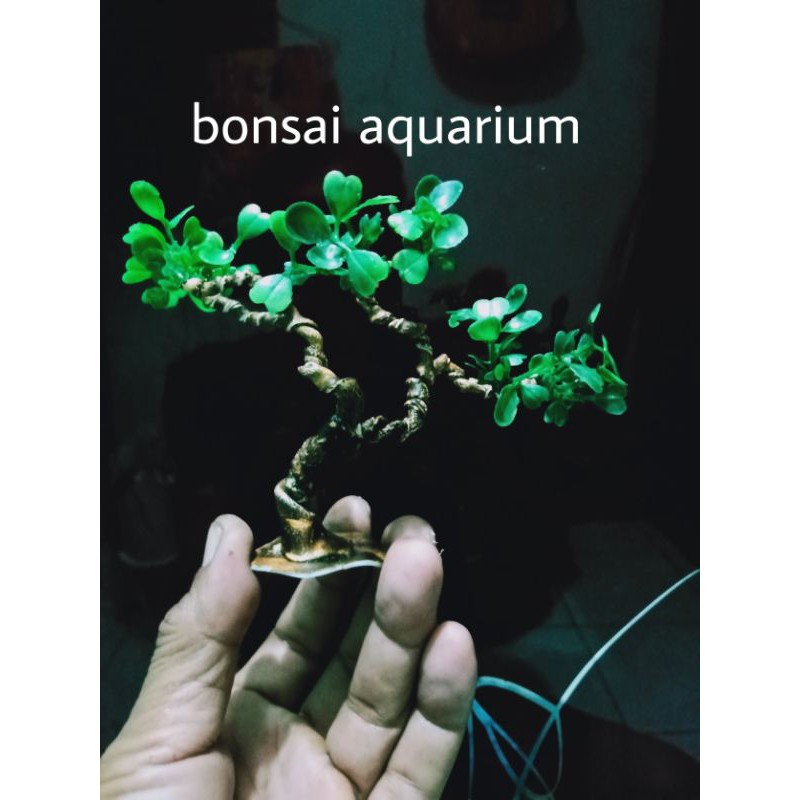 bonsai selfie ikan cupang