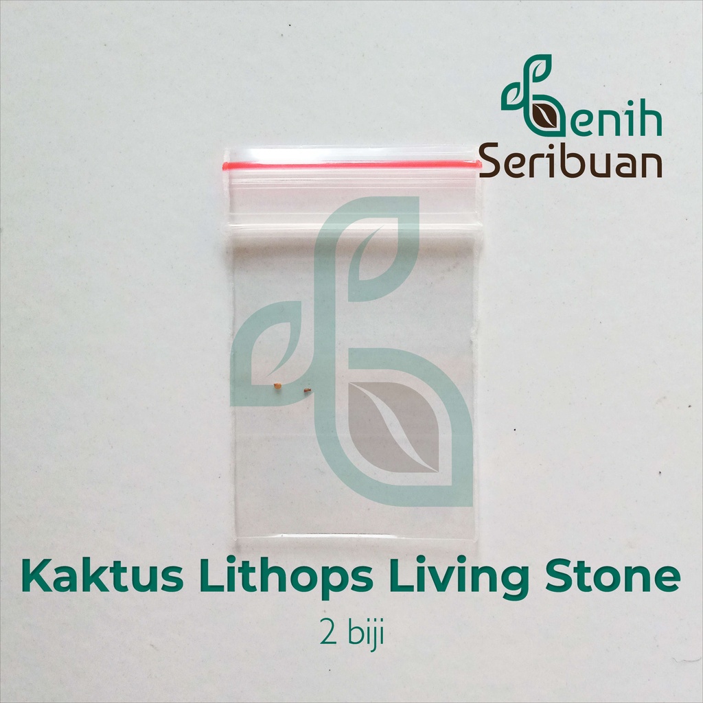 2 Benih Kaktus Sukulen Mini Lithops Mix Bibit Bunga Living Stone Tanaman Hias si Batu Hidup Import-5