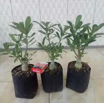 (Paket 6 Adenium BERKUALITAS'-Bunga adenium-Kamboja jepang-Bunga hidup-adenium tumpuk) tanaman hidup