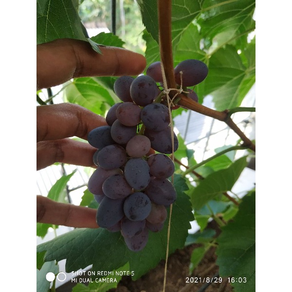 Bibit anggur Jupiter Tinggi 1,5 - 2 meter