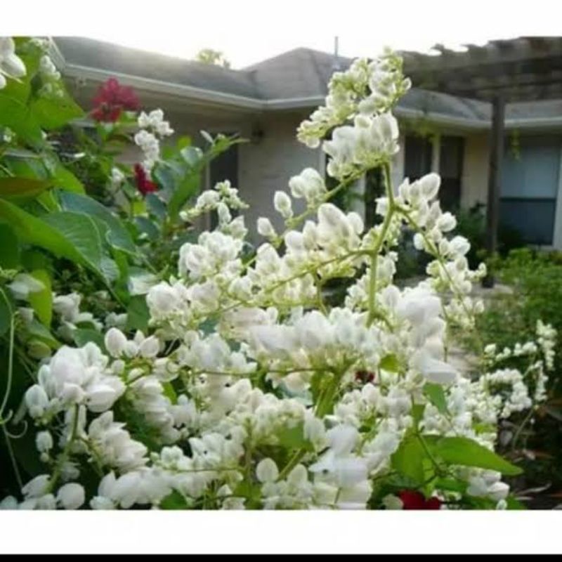 Amefurashi 1 Benih Bibit Biji Bunga AMP Putih Air Mata Pengantin Putih Tanaman Merambat