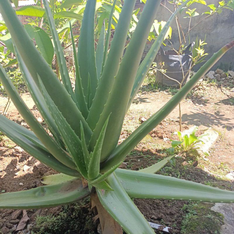 

Daun lidah buaya segar/1kg