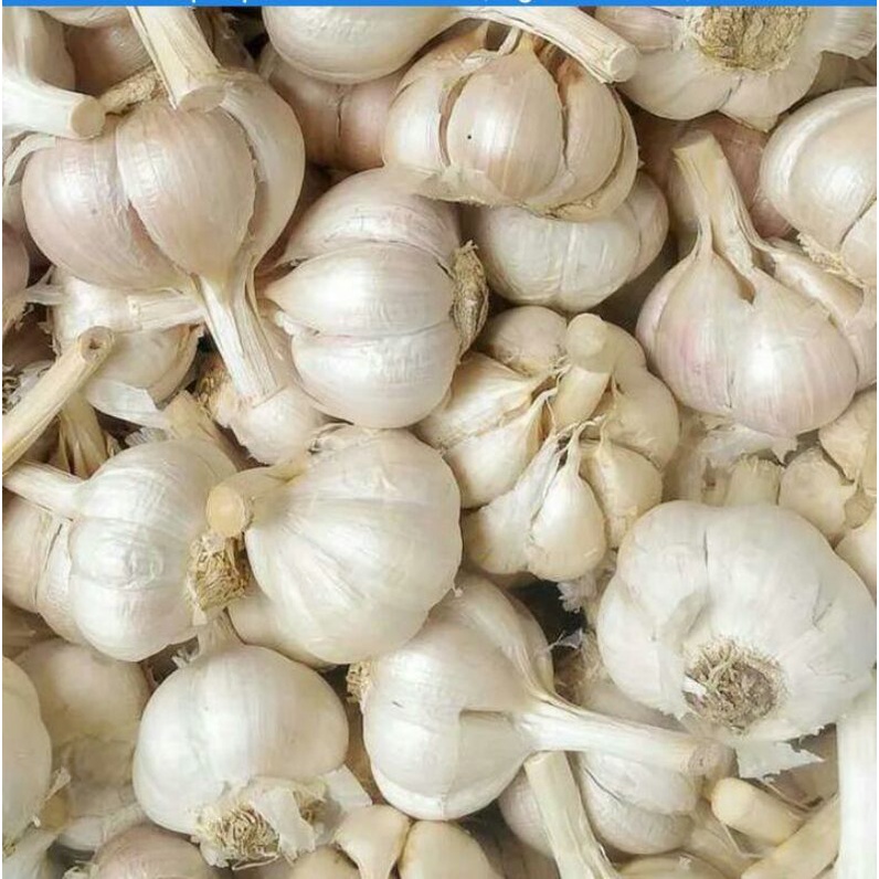 

Bawang Putih Kating kotor