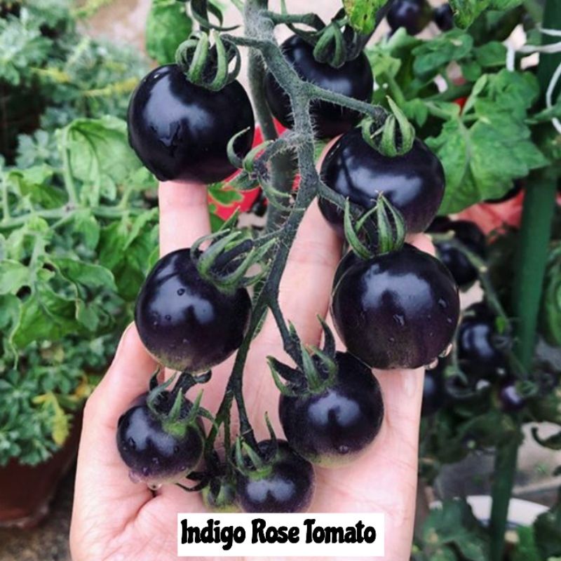 Benih/ Biji Tomat Indigo Rose/ tomat hitam